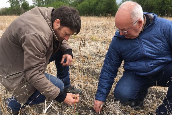 L’agriculteur Nicolas Mosnier pratique une agriculture sans labour à Ennezat dans le Puy-de-Dôme. Les plants de maïs poussent sous couvert d’anciennes cultures. Ce qu'il fait découvrir dimanche 12 mai au public dans le cadre des fermes en balade. 