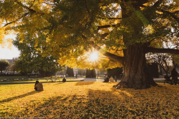 Chaque automne le spectacle est magique. Le Gingko biloba de la place de la République de Strasbourg entame sa mue et se couvre d'un feuillage jaune doré. Il a été planté à la fin du 19e siècle.