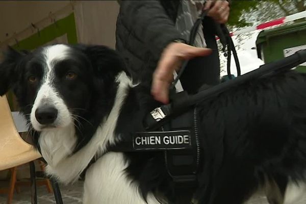 L'association des chiens guides d'Orléans organise une journée de sensibilisation place de Loire