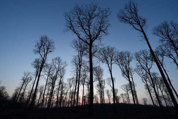 Sécheresses, tempêtes, les arbres souffrent, et la forêt va devoir s'adapter au changement climatique pour les cent prochaines années.