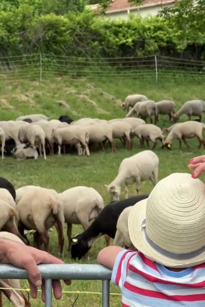 Avant les transhumances durant lesquelles les troupeaux  quittent le littoral pour la fraicheur de la montagne, le village de Cabris organisait sa 13eme fête des Bergers.