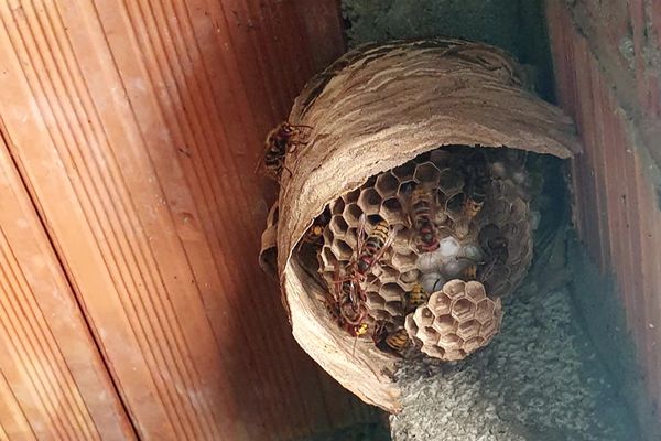 Les piqûres de guêpes peuvent être très dangereuses pour les personnes allergiques