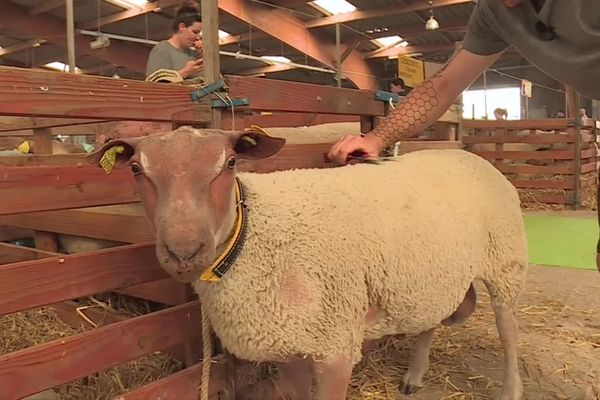 Un mouton charollais en compétition