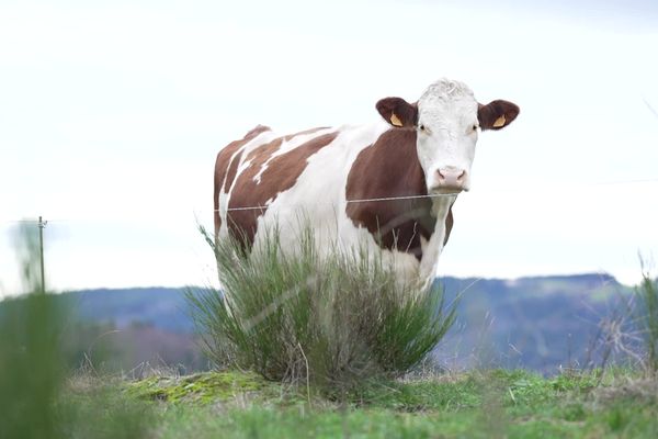 A Burdignes dans le Pilat, les vaches poussent au milieu des genêts