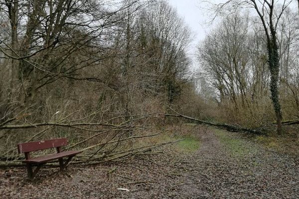 Des dégâts dans le forêts suite à la tempête : prudence !