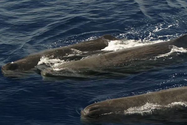 Le groupe de cachalot a été observé au large de Nice ce mercredi 21 août.