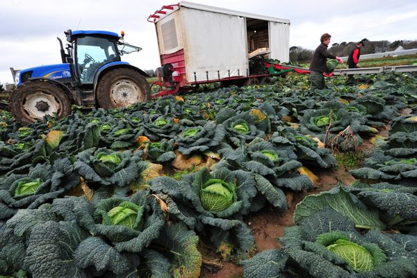 Le choux-fleur est le légume-phare de la Sica, avec 70.000 tonnes produites en 2023