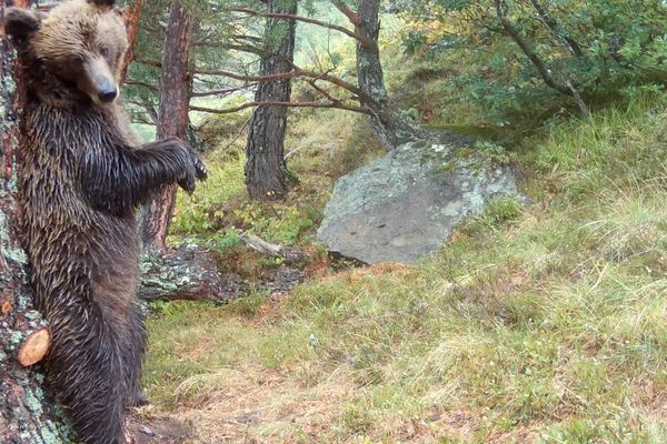 Passionné de faune sauvage, Nicolas Moréno a installé plusieurs caméras et des appâts à Urdos et Laruns, au cœur du Parc national des Pyrénées.