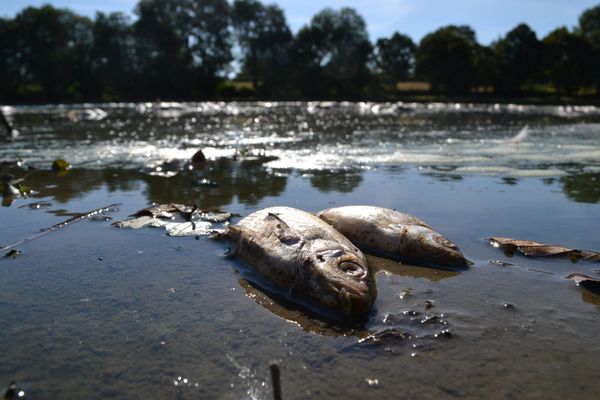 Poissons morts suite à un manque d'eau, liée à la sécheresse.