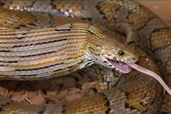 Marc Ducret est éleveur passionné de serpents...