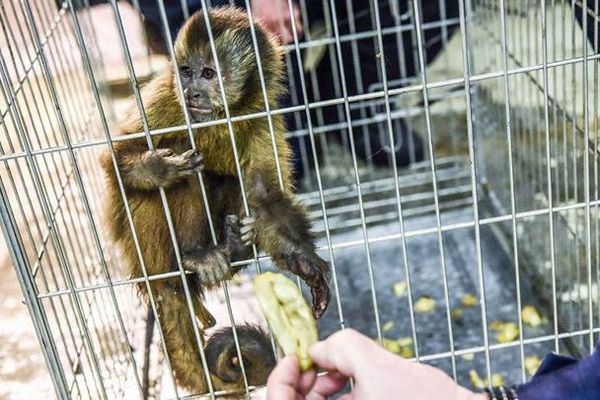 Le petit singe capucin a été capturé