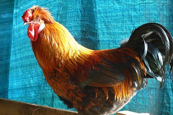 A Neufchâtel-en-Bray, c'est le salon des animaux de basse-cour jusqu'à dimanche dans le cadre de la foire Saint-Martin