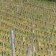 Après les fortes chaleurs, les vignes du sud de l’appellation AOC Côtes d’Auvergne ont subi le gel, dans la nuit du 18 au 19 avril dernier. Certaines parcelles ne donneront rien du tout cette année.