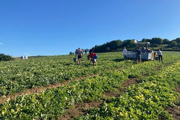 Avec les fortes chaleurs de juin, le melon du Quercy se récolte plus tôt cette année.