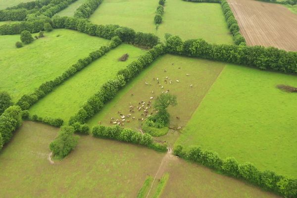 En France, les haies, qui avaient disparu des paysages depuis les années 70, poussent à nouveau dans les champs.