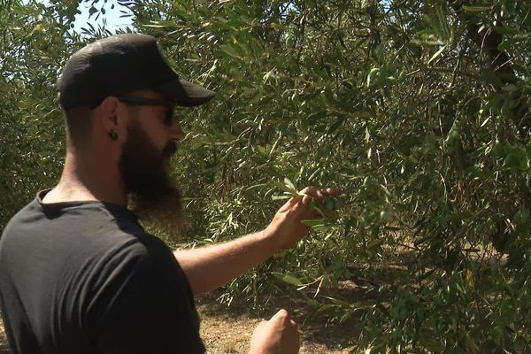 Au domaine des Pères, près de Trèbes, la famille Bardou alertée ausculte les 4500 oliviers qui poussent depuis 3 générations.
