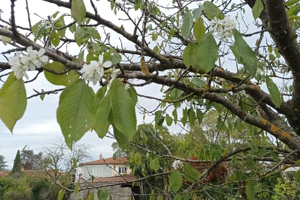 Un cerisier en fleur en octobre à Cugnaux (Haute-Garonne)