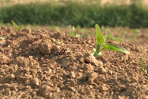 Des mesures de restriction d'eau sont prises dans la Marne et en Haute-Marne (archives)