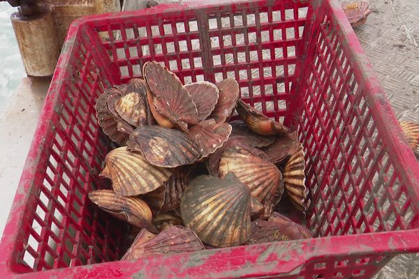 Ces coquilles Saint-Jacques pêchées ce 18 novembre dans la matinée dans le pertuis breton devront retourner à l'eau.