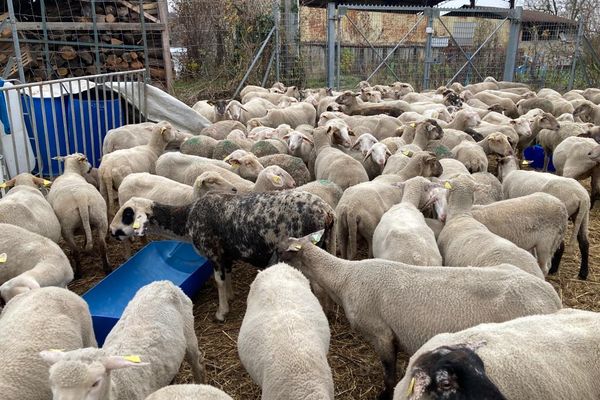 Cinq moutons du parc animalier de Janvry volés dans la nuit - Le