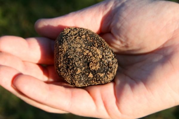 La truffe est l'un des produits les plus précieux dans la gastronomie française.