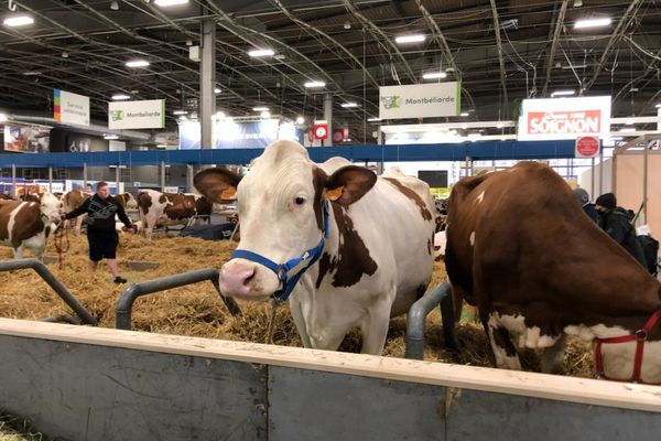 Les animaux prennent place dans les pavillons du Salon de l'Agriculture.