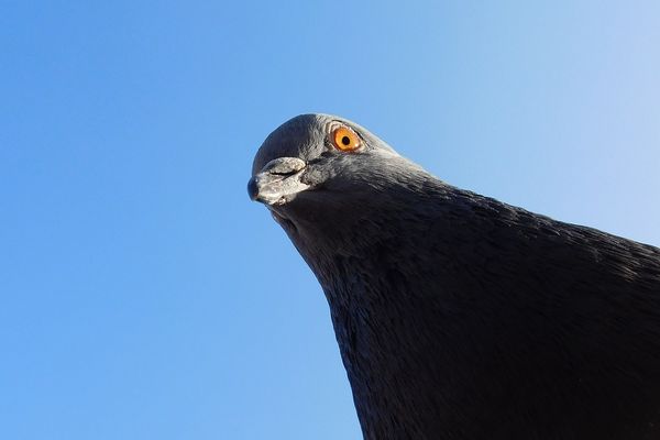 Le pigeon est laissé plus ou moins tranquille selon les villes où il est établi.