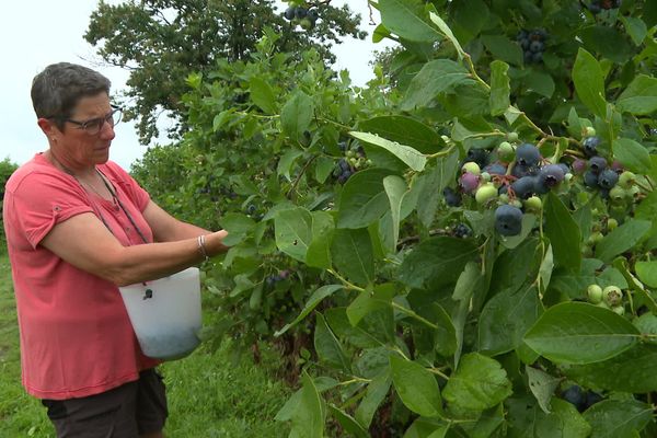 Sandrine Barus est productrice de myrtilles Bio en Béarn.