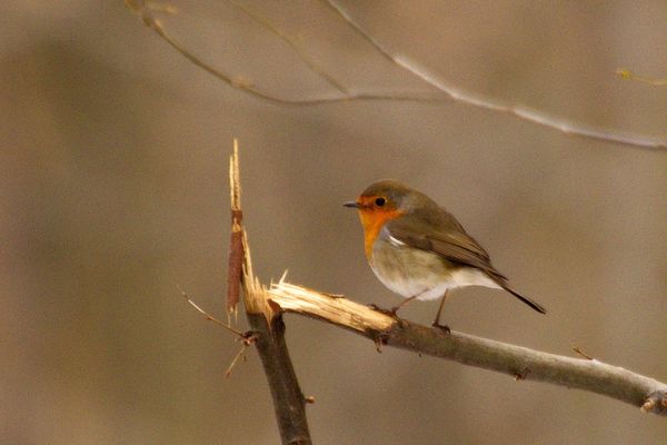 Un rouge gorge à  l'automne en forêt