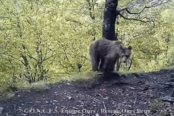 L'un des ours filmés par les caméras automatiques au mois de juin.