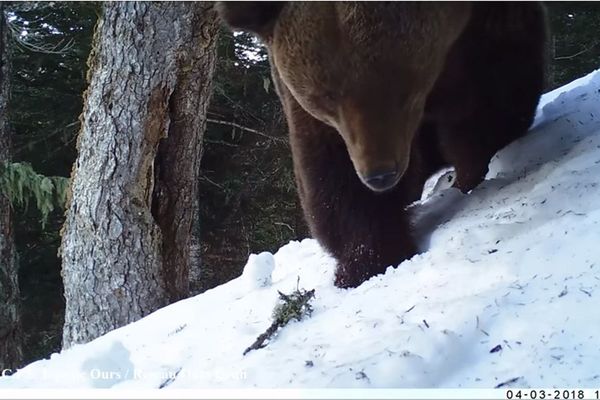 Ours Bonabé