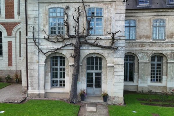 Depuis presque 270 ans, ce poirier est accroché à la façade de l'abbaye de Valloires.