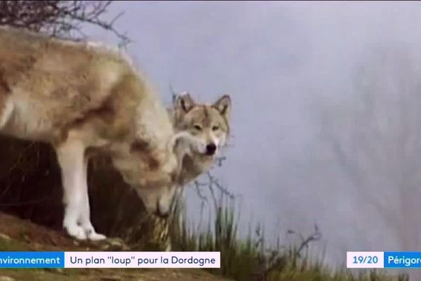 La plan loup activé en Dordogne en Février 2019