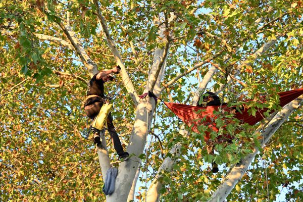 Des opposants à l'A69 installés dans des arbres sur le futur tracé de l'A69.