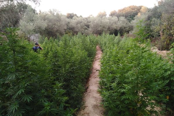 La silhouette au milieu des plants de cannabis donne l'échelle de leur taille, entre 2m 50 et 3m, la plus grosse prise de l'année pour le Gard.