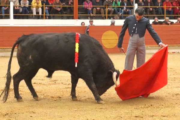 Curro Díaz, Rion des Landes, 23 novembre 2014. Novillo de Jalabert.