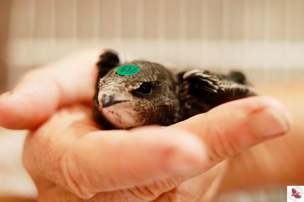 Le Tichodrome recueille les animaux sauvages en détresse pour les soigner avant de les relâcher dans la nature. 