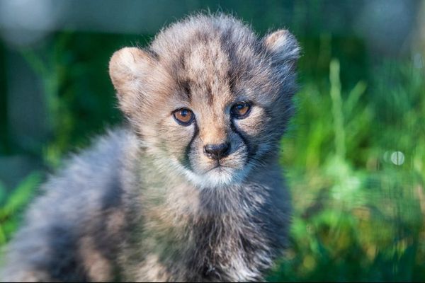 Naissance de quatre bébés guépards fin mai 2024 au zoo de Bâle.