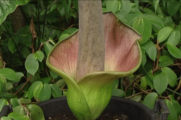 amorphophallus lambii ... elle n'est pas très belle et ne sent pas bon ! 