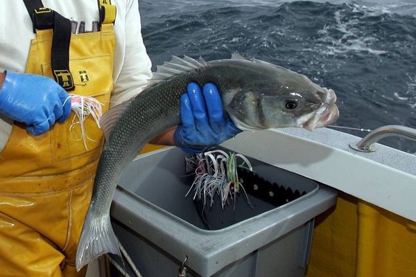 La pêche à la ligne préserve l'espèce et la qualité gastronomique du bar