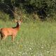 La sortie nature sur les traces du chevreuil dure en moyenne 2h30. L'animal est assez farouche, mais avec quelques précautions, il est tout à fait possible de l'observer