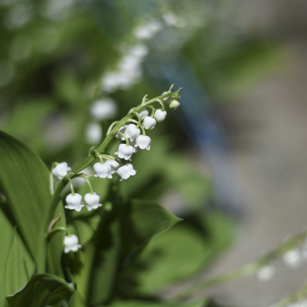 La Vente Du Muguet Est Autorisee Cette Annee Malgre Le Confinement