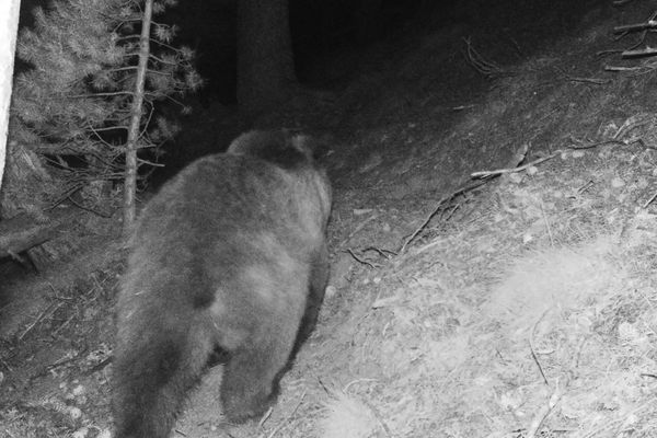 Un Ours Detecte Dans Les Pyrenees Orientales