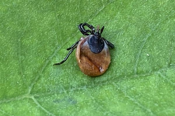 Les tiques sont porteuses de la bactérie responsable de la maladie de Lyme chez l'homme.