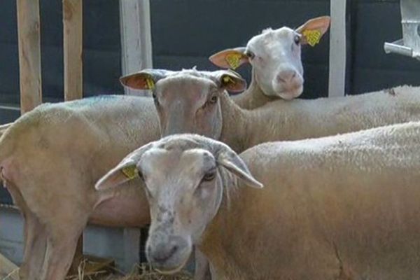 Pâquerette, Libellule et Mimosa les trois brebis écolo de Barsac en Gironde