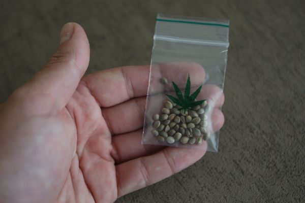 Un sachet de graines de cannabis (illustration)