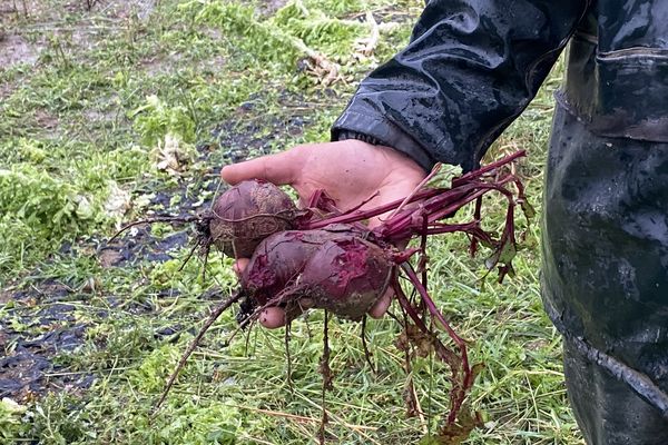 À Itxassou comme dans le reste du Pays basque, les orages ont fait de nombreux dégâts sur les cultures.