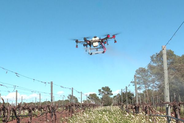 Un drone utilisé pour épandre du produit contre le gel sur la vigne.