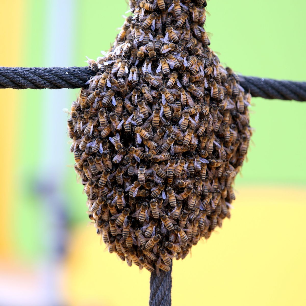 Des ruches, des abeilles et des hommes. - Le Panier de la Ferme