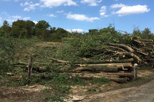 Pendant toute la journée, à Kolbsheim, les arbres ont été abattus et les troncs empilés.